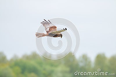 Flying western marsh harrier, Dutch landscape Stock Photo
