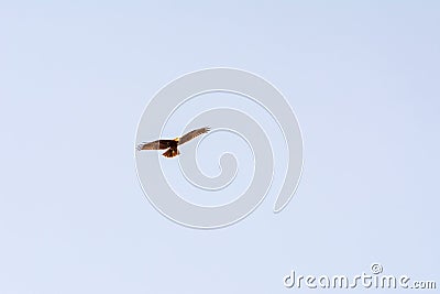 Western marsh harrier Circus aeruginosus male in flight, mallorca spain Stock Photo