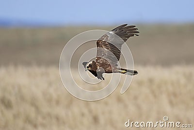 Western marsh harrier Circus aeruginosus Stock Photo