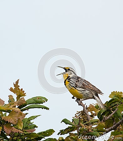 Western Meadowlark, Sturnella neglecta Stock Photo