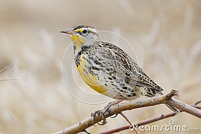 Western Meadowlark Sturnella neglecta perched on a branch Stock Photo