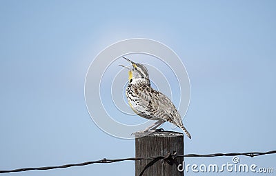 Western Meadowlark Sturnella neglecta Perched on a Wood Post Singing on the Plains Stock Photo