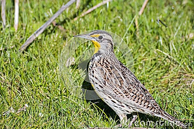 Western Meadowlark Sturnella neglecta Stock Photo