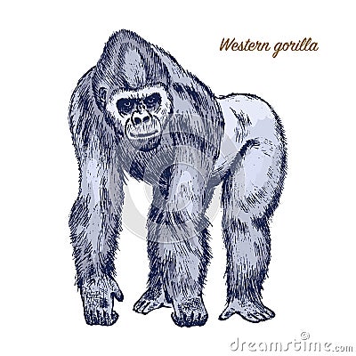 Western or mountain gorilla. big monkey or primate. Hand drawn, engraved wild animal in vintage or retro style, zoology Vector Illustration