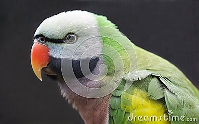 Western Moustached Parakeet Bird Stock Photo