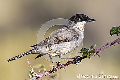 Western Orphean warbler Sylvia hortensis, in its natural environment Stock Photo