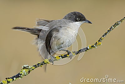 Western Orphean warbler Sylvia hortensis, in its natural environment Stock Photo