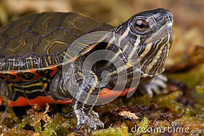 Western painted turtle Stock Photo