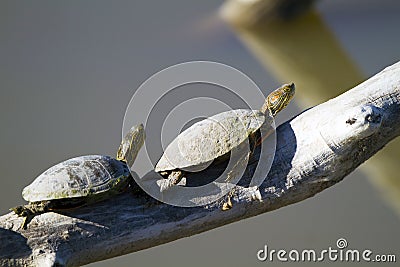 Western Painted Turtle, Chrysemys picta Stock Photo