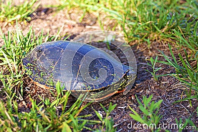Western Painted Turtle 702870 Stock Photo