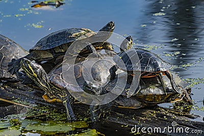 Western Painted Turtles Juanita Bay Park Lake Washington Kirkland Washiington Stock Photo