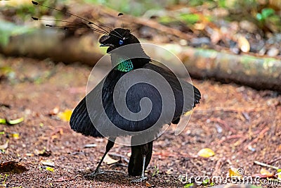 Western Parotia Birds of Paradise Dancing Stock Photo