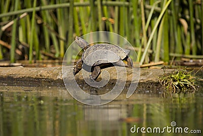 Western Pond Turtle Stock Photo