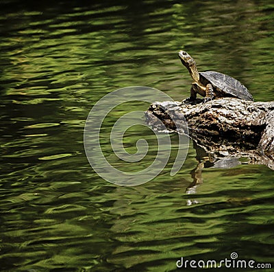 Western Pond Turtle, California Stock Photo