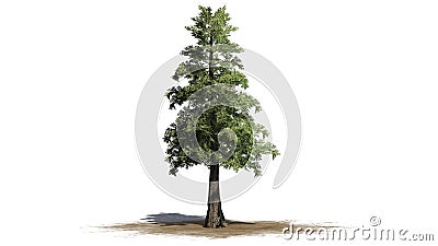 Western Red Cedar tree Stock Photo