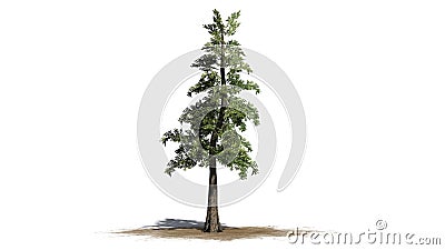 Western Red Cedar tree Stock Photo