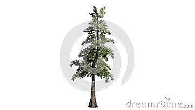 Western Red Cedar tree Stock Photo