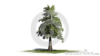 Western Red Cedar tree Stock Photo