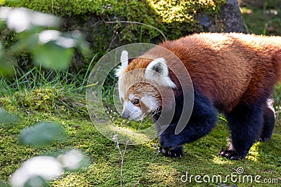 Western red panda (Ailurus fulgens fulgens), also known as the Nepalese red panda. Stock Photo