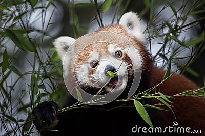 Western red panda Ailurus fulgens fulgens Stock Photo