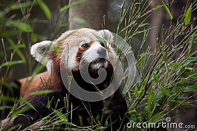 Western red panda Ailurus fulgens fulgens Stock Photo