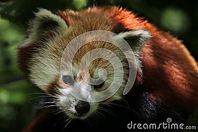 Western red panda (Ailurus fulgens fulgens). Stock Photo