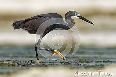 Western Reef Heron - Egretta gularis also Western Reef Egret, medium-sized heron found in southern Europe, Africa and Asia, two Stock Photo