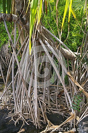 Western Samoa - tree roots Stock Photo