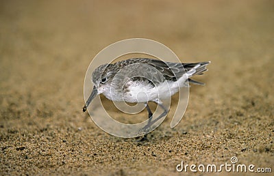 Western Sandpiper, calidris mauri, Adult standing on Sand Stock Photo