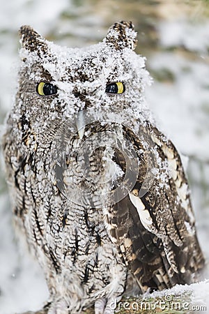 Western Screech Owl In The Snow Stock Photo