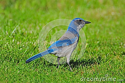 Western Scrub-Jay (Aphelocoma californica) Stock Photo