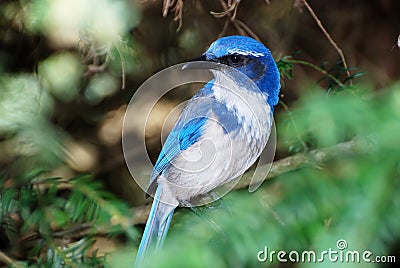 Western Scrub Jay - Aphelocoma californica Stock Photo