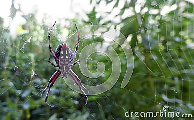 A Western Spotted Orbweaver Spider, Neoscona oaxacensis Stock Photo