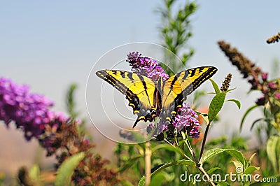 Western Tiger Swallowtail Papilio rutulus Butterfly on Butterfly Bush Stock Photo