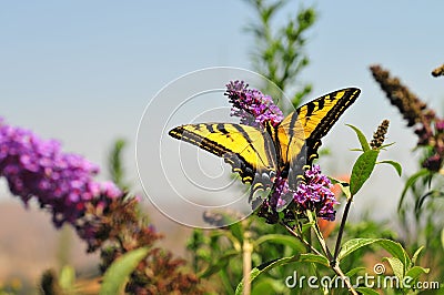 Western Tiger Swallowtail Papilio rutulus Butterfly on Butterfly Bush Stock Photo