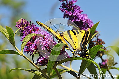 Western Tiger Swallowtail Papilio rutulus Butterfly on Butterfly Bush Stock Photo