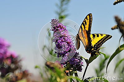 Western Tiger Swallowtail Papilio rutulus Butterfly Feeding at Butterfly Bush Stock Photo