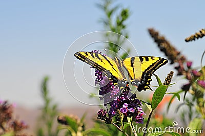 Western Tiger Swallowtail Papilio rutulus Butterfly Feeding at Butterfly Bush Stock Photo