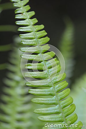 Western sword fern Polystichum munitum, Carmanah Walbran Provincial Park, British Columbia Stock Photo