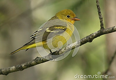 Western Tanager Stock Photo