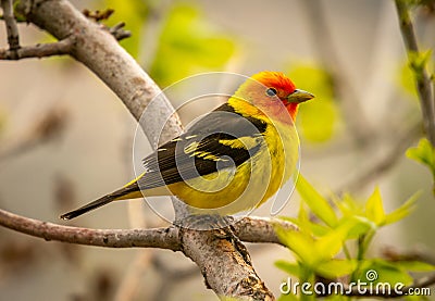 Western Tanager in a Colorado Forest Stock Photo