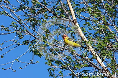 Western tanager in tree Stock Photo