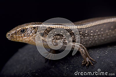 Western three-toed skink, Chalcides striatus Stock Photo