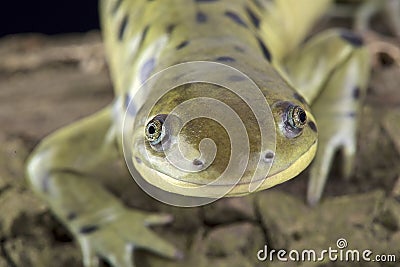 Western tiger salamander (Ambystoma mavortium) Stock Photo