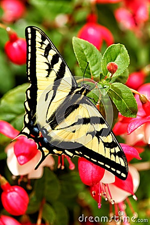 A Western Tiger Swallow tail butterfly, Papilio rutulus, on a fuchsia plant. Stock Photo