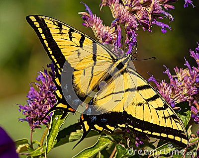 Western Tiger Swallowtail Butterfly on Colorado Purple Wildflowers, Montrose Botanic Gardens, Colorado Stock Photo