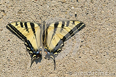 Western Tiger Swallowtail Stock Photo