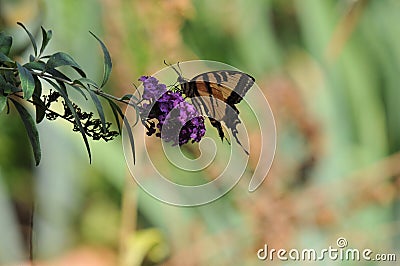 Western Tiger Swallowtail Papilio rutulus Butterfly on Butterfly Bush Stock Photo