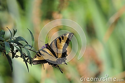 Western Tiger Swallowtail Papilio rutulus Butterfly on Butterfly Bush Stock Photo