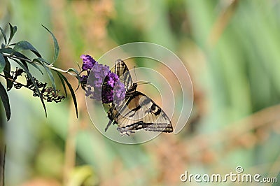 Western Tiger Swallowtail Papilio rutulus Butterfly on Butterfly Bush Stock Photo